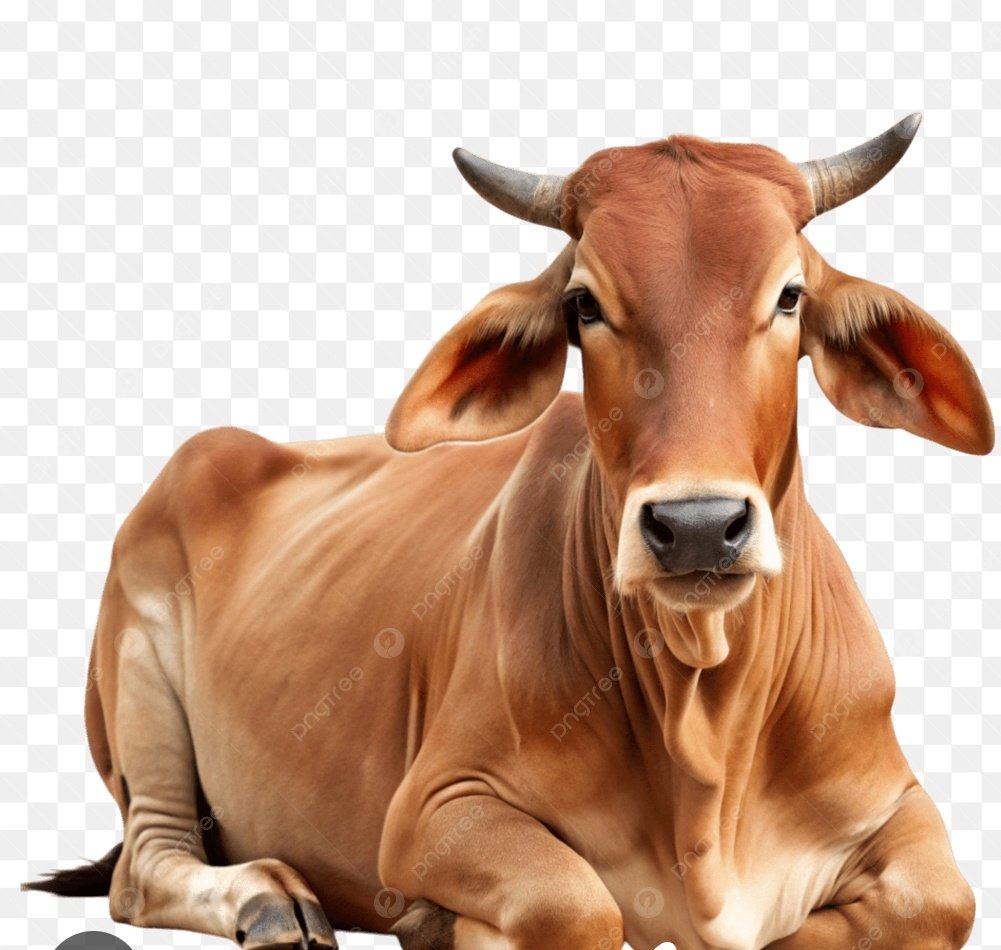 गौमाता का फोटो।